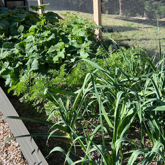 home backyard garden with veggies