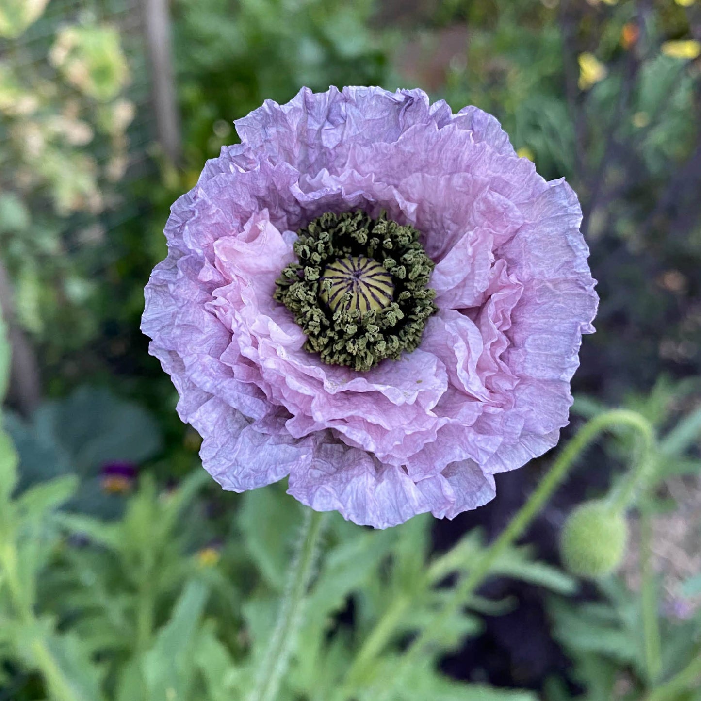 Lil'Bit Better | Bee & Beneficial Insect Seed Balls - 3 or 6 Pack - Organic