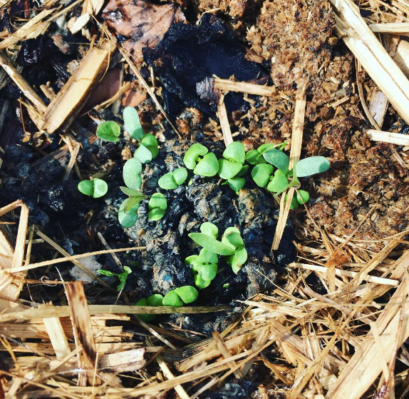 Lil'Bit Better | Bee & Beneficial Insect Seed Balls - 3 or 6 Pack - Organic