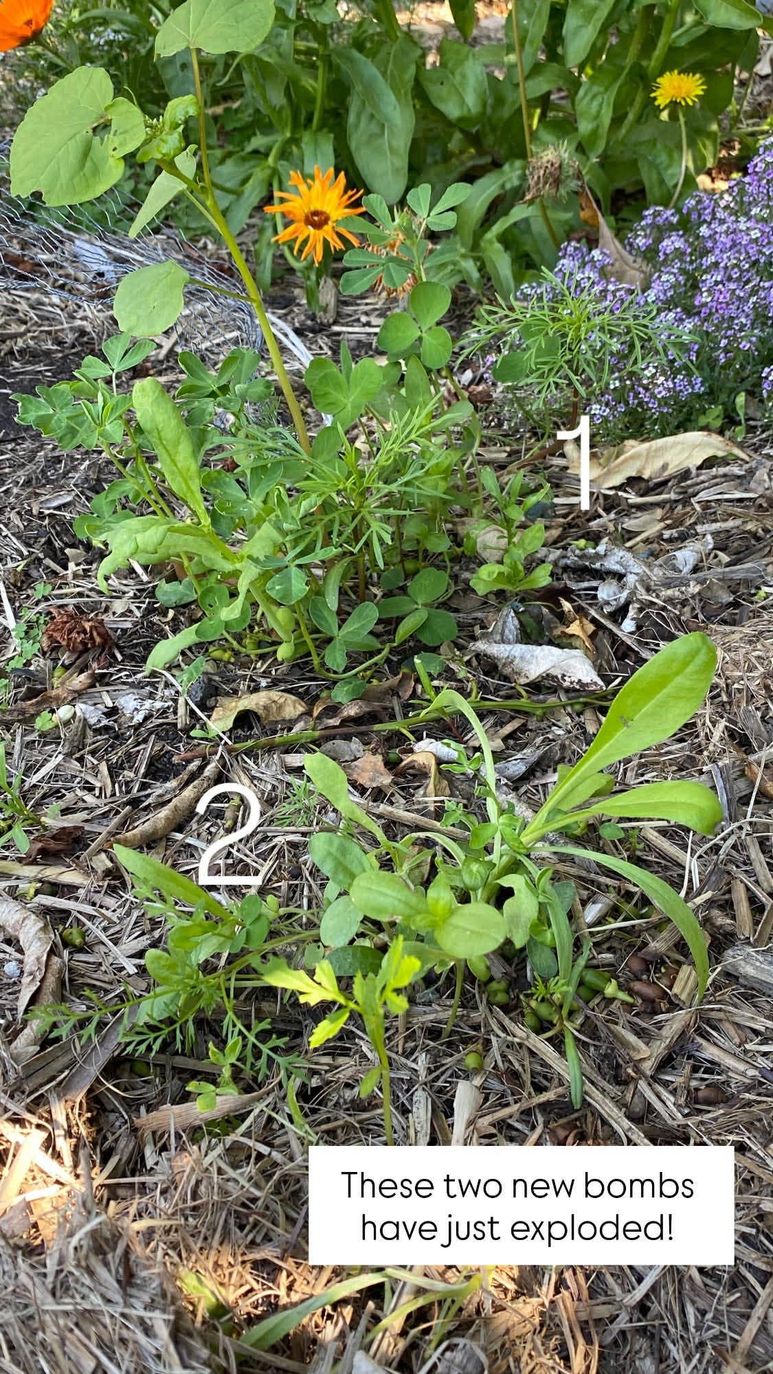 Lil'Bit Better | Bee & Beneficial Insect Seed Balls - 3 or 6 Pack - Organic